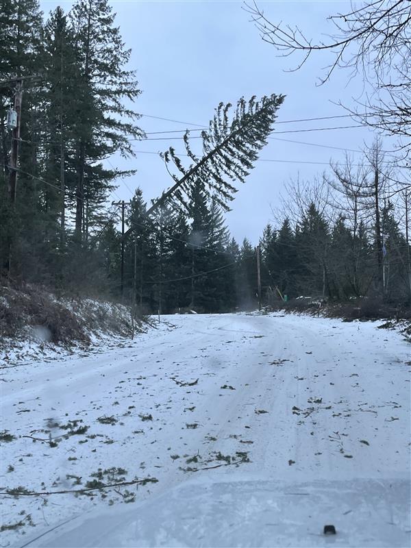 A tree fallen into power and cable lines by a road.