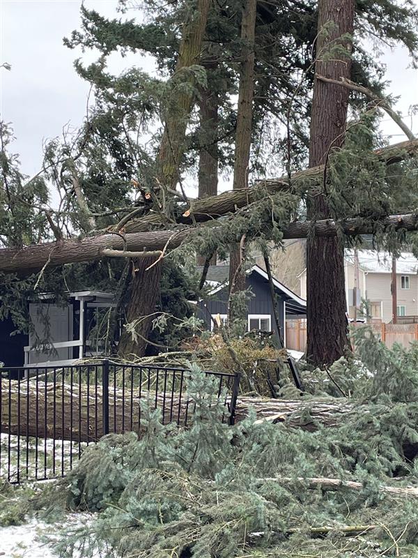 Downed trees in front of a house.