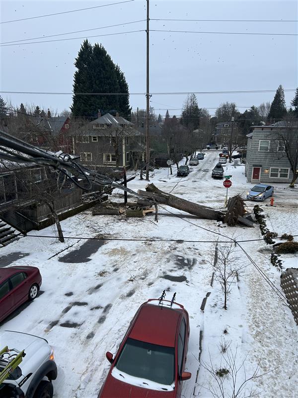 A downed tree across power and cable lines and an icy road.