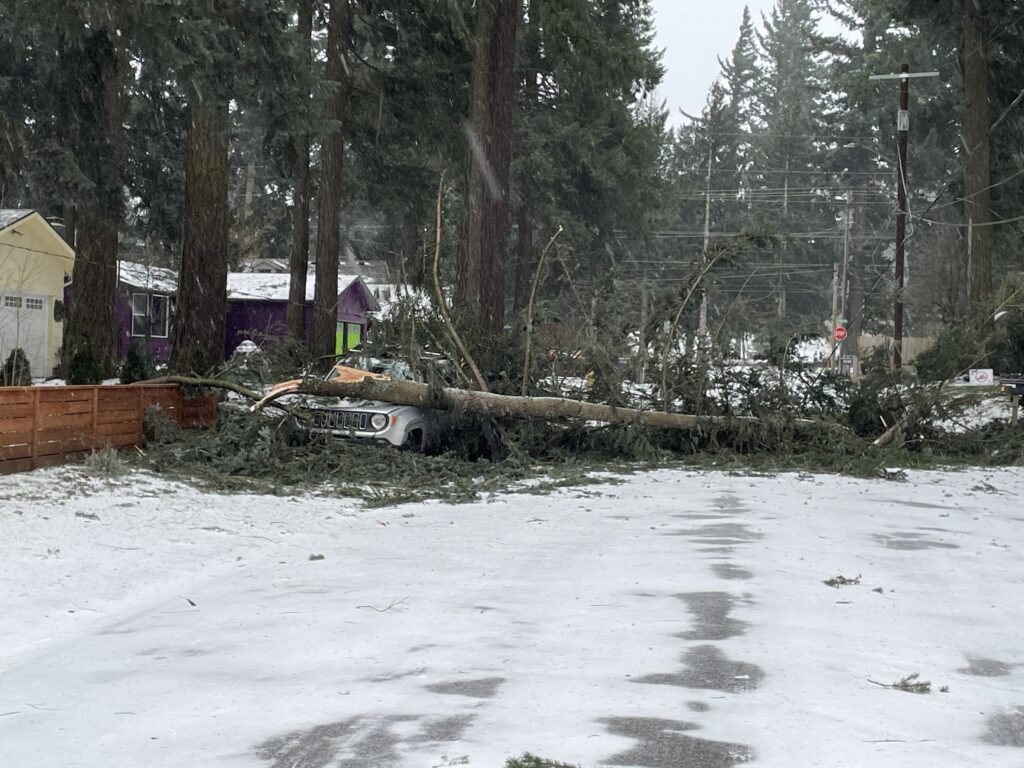 A tree downed on top of a car on an icy road.