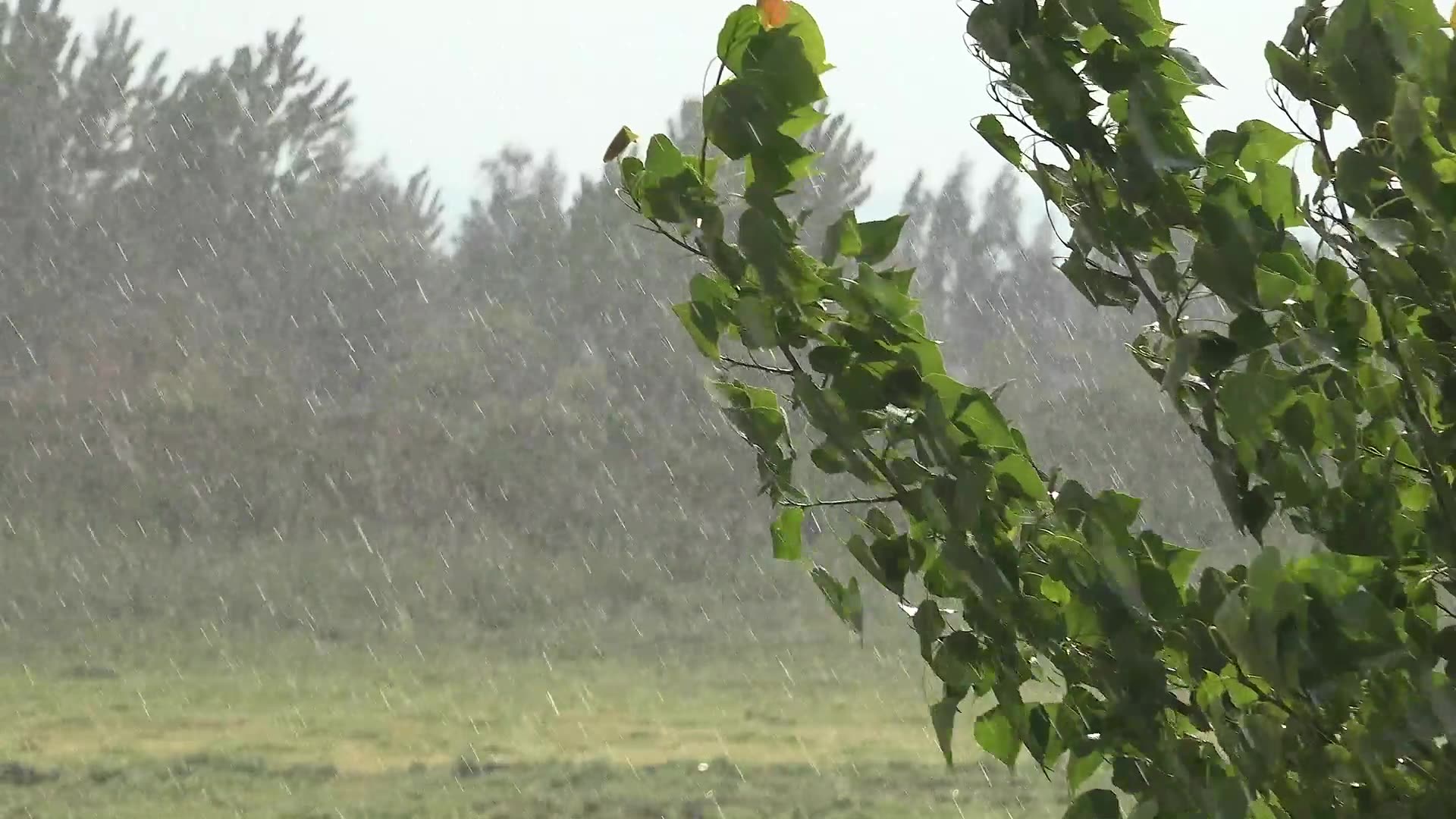 Oregon-Storm